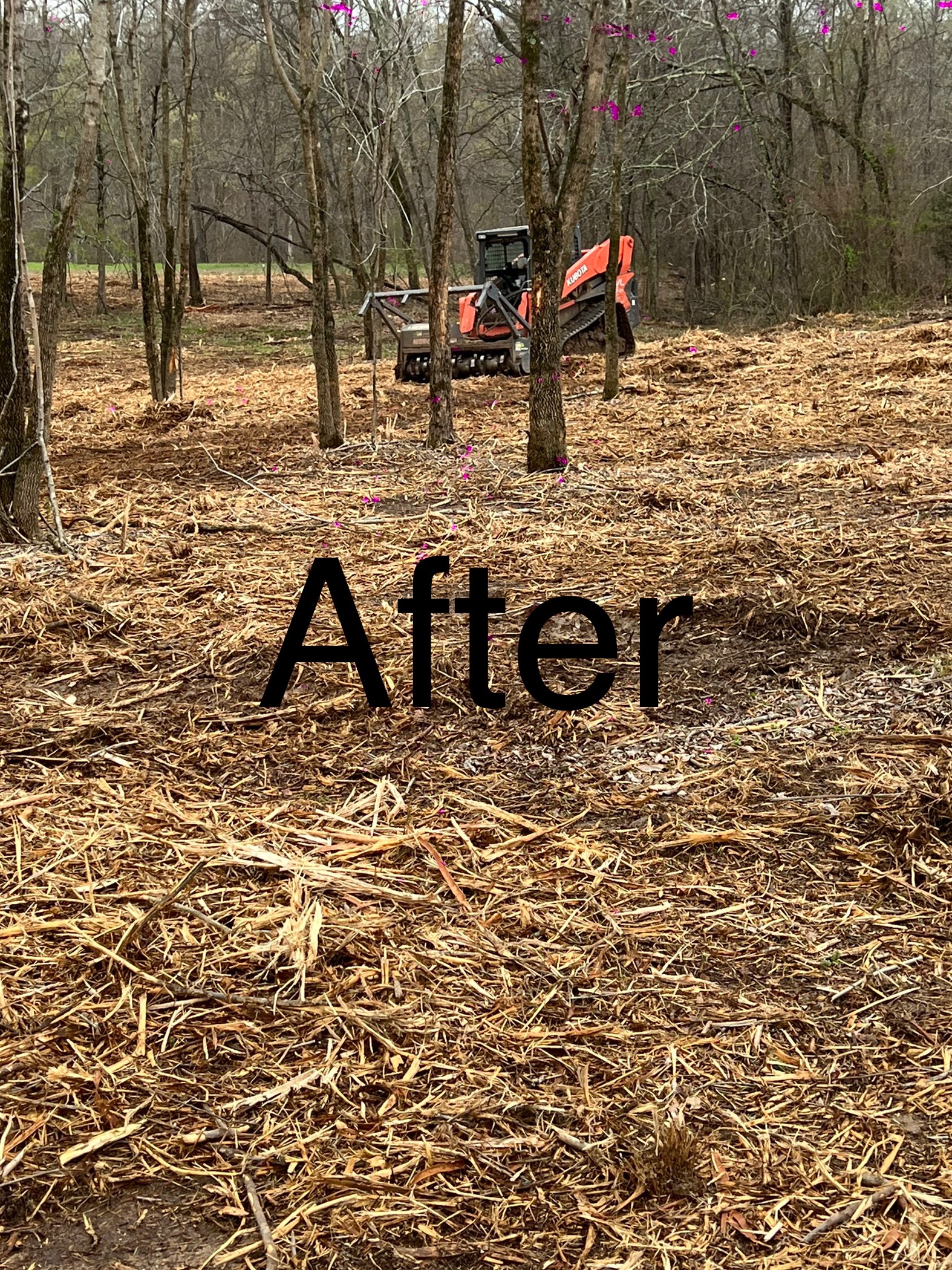 Vegetation and brush removal from overgrown lot