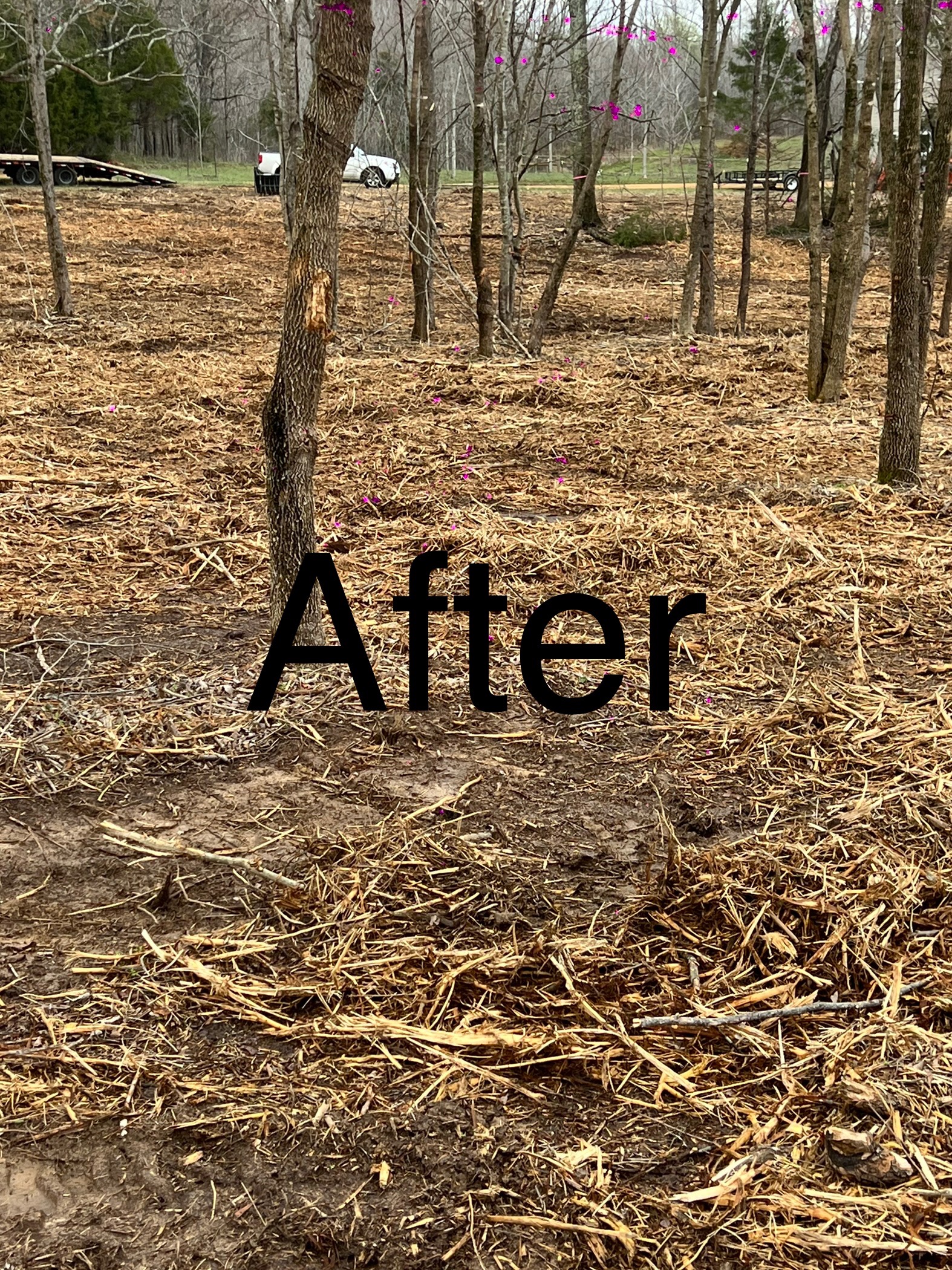 Tree removal and stump grinding on cleared land
