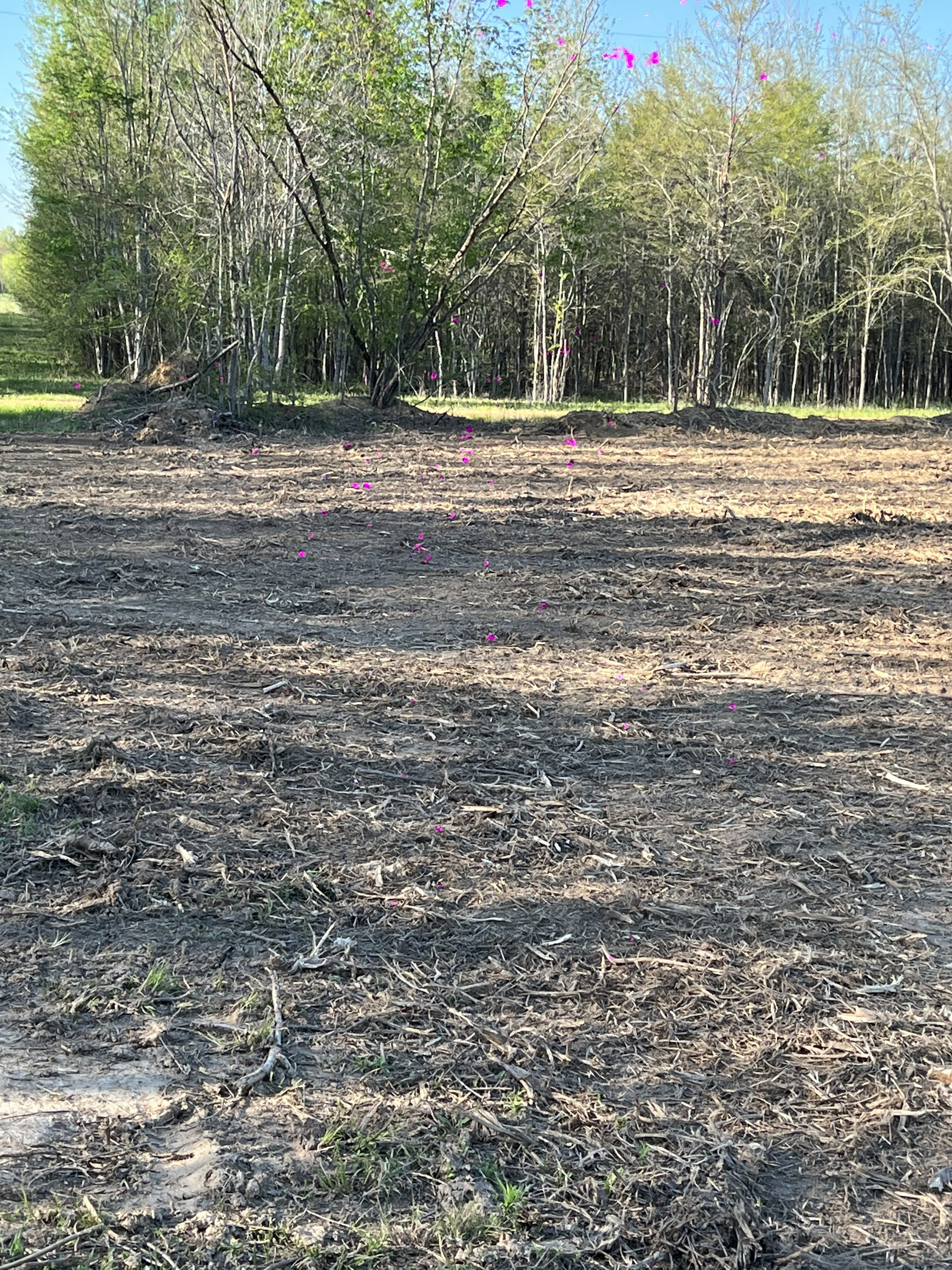 Vegetation and brush removal from overgrown lot